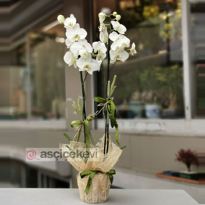 İki dallı beyaz orkide