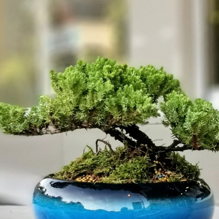 Bonsai Çeşitleri