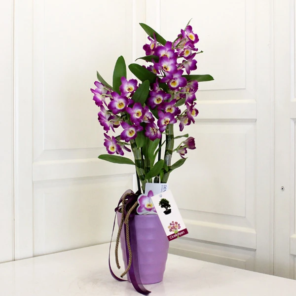 Orkide Çiçeği ve Bakımı