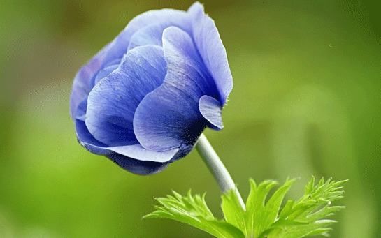 Yengeç Burcu ve Anemon Çiçeği
