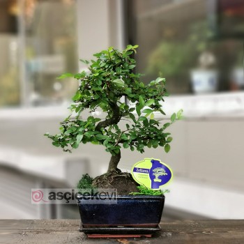 Zelkova Bonsai Ağacı