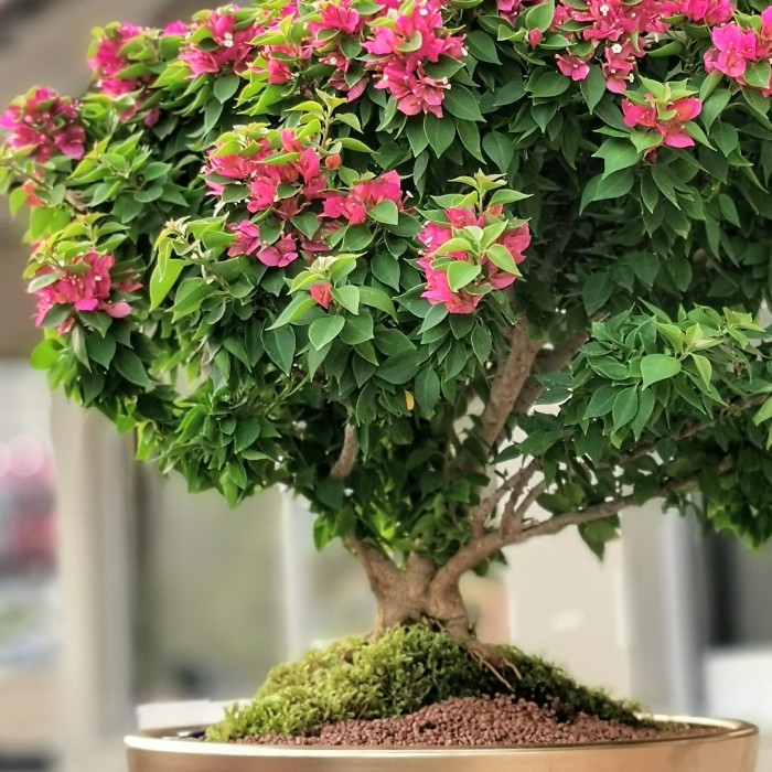 Begonvil Bonsai