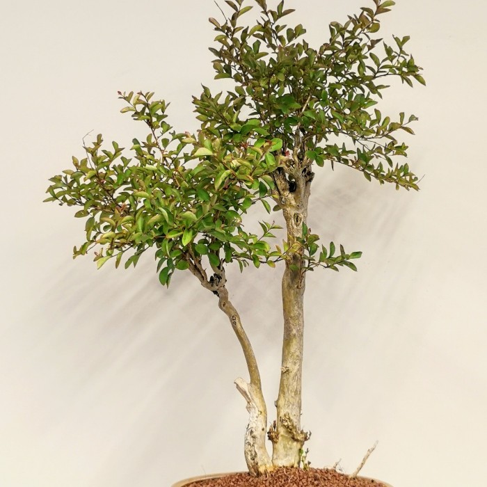 Oya Ağacı Bonsai