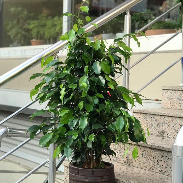 Ficus Benjamin alt