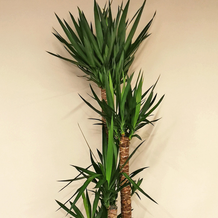 4 Köklü Yucca Bitkisi