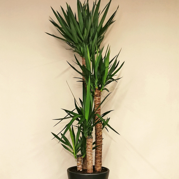 4 Köklü Yucca Bitkisi