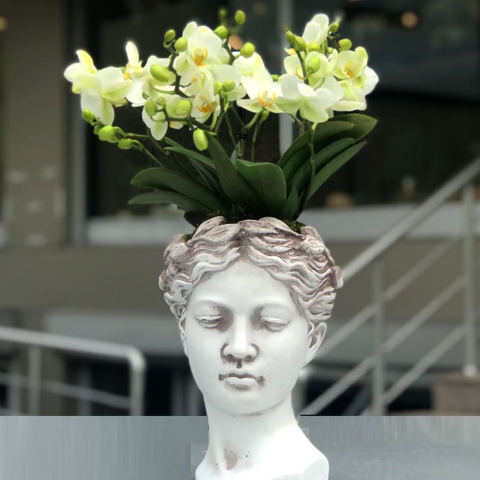 Afrodit - Orkide