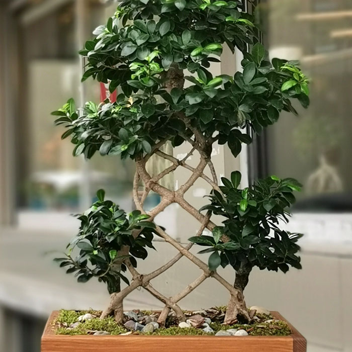 Kafes Örgü Ginseng Bonsai