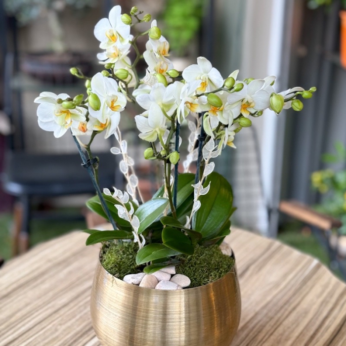 Beyaz Bougetto Orkide alt