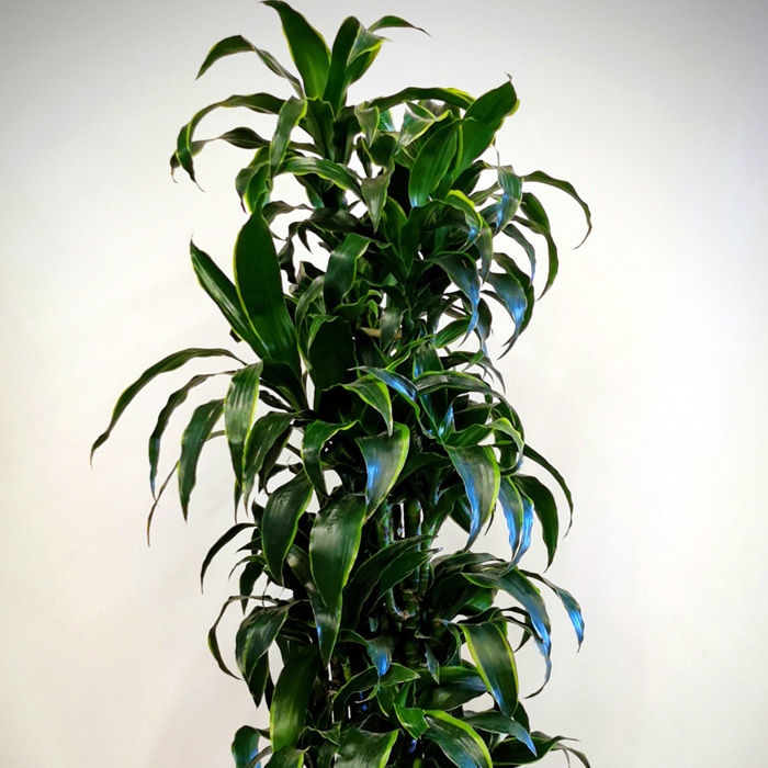 Dracaena Dorado