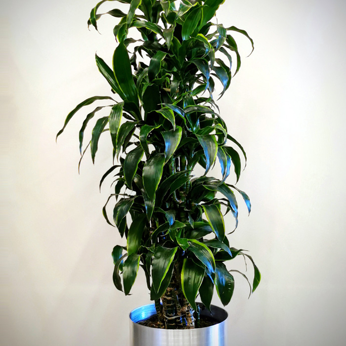 Dracaena Dorado