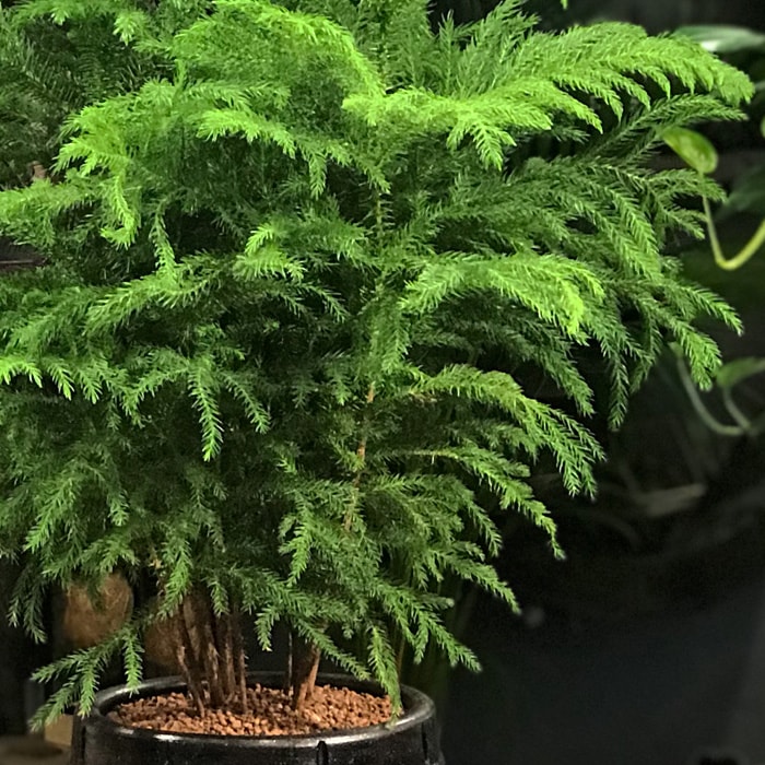 Araucaria Çam Ağacı alt