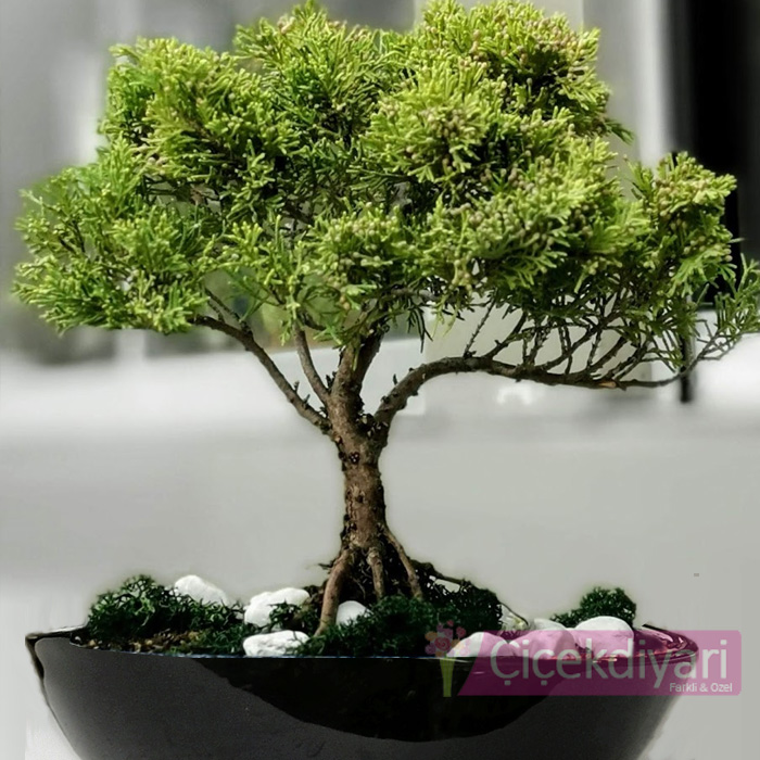 Juniperus Chinensis Aurea