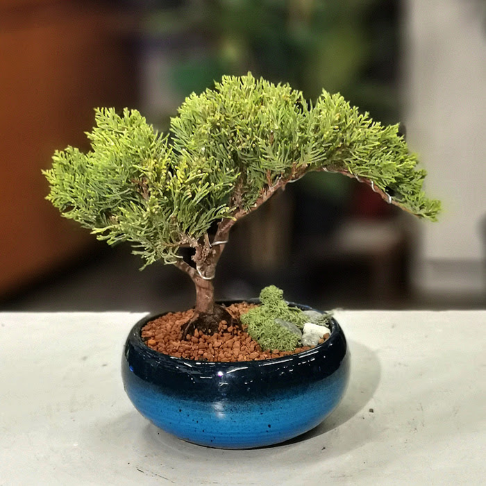 Juniperus Nana Bonsai alt