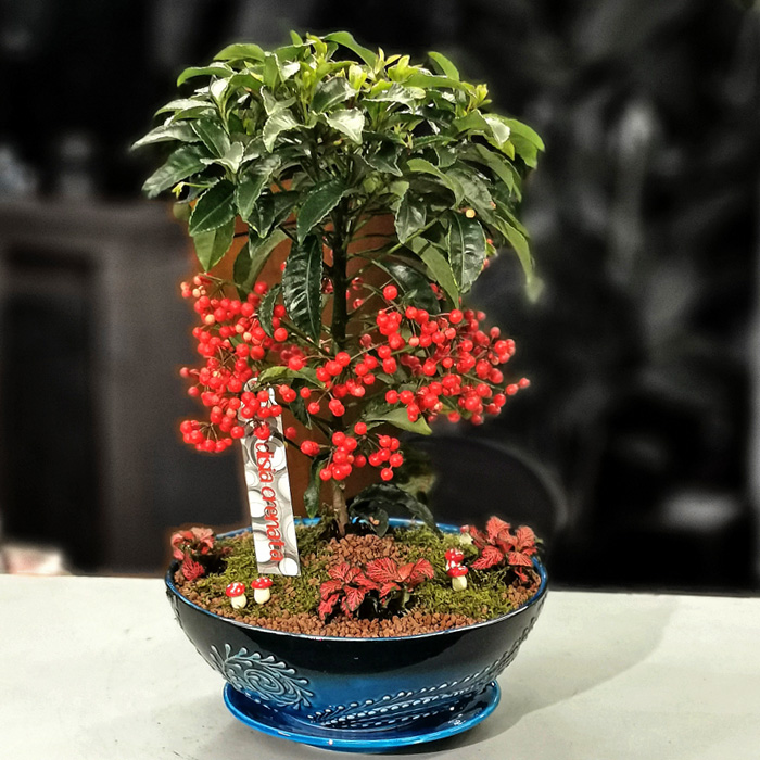 Ardisia Crenata