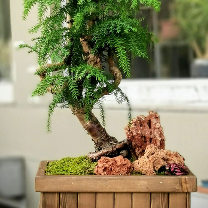 Araucaria Bonsai (Çam Bonsai)