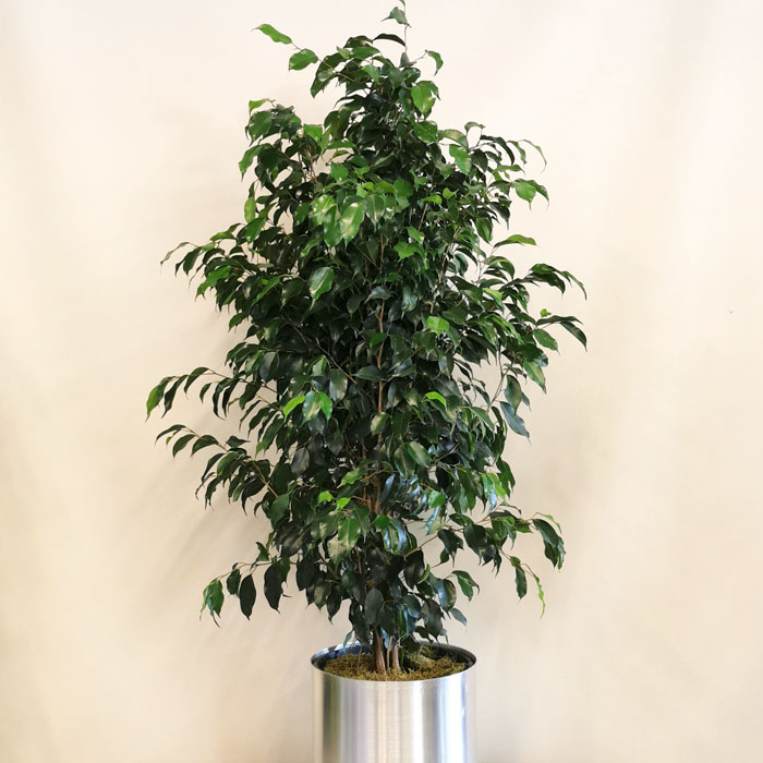 Ficus Benjamin alt