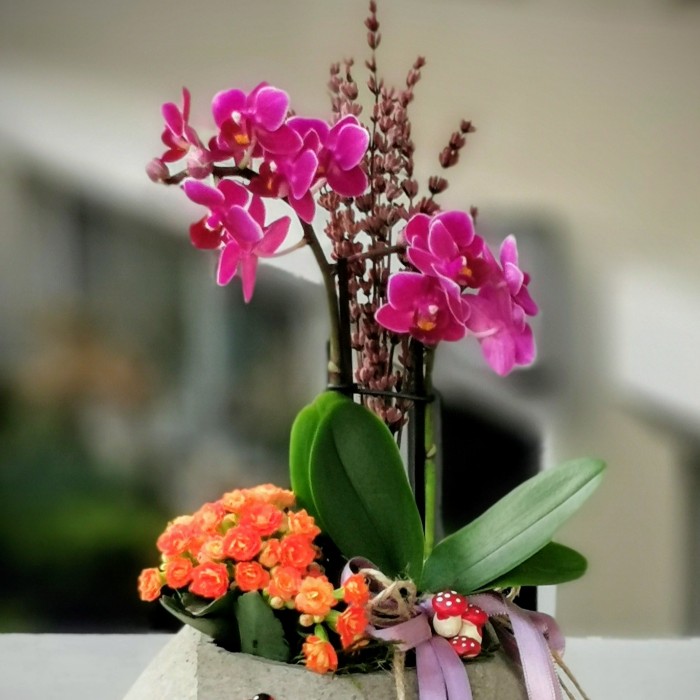 Mini Orkide