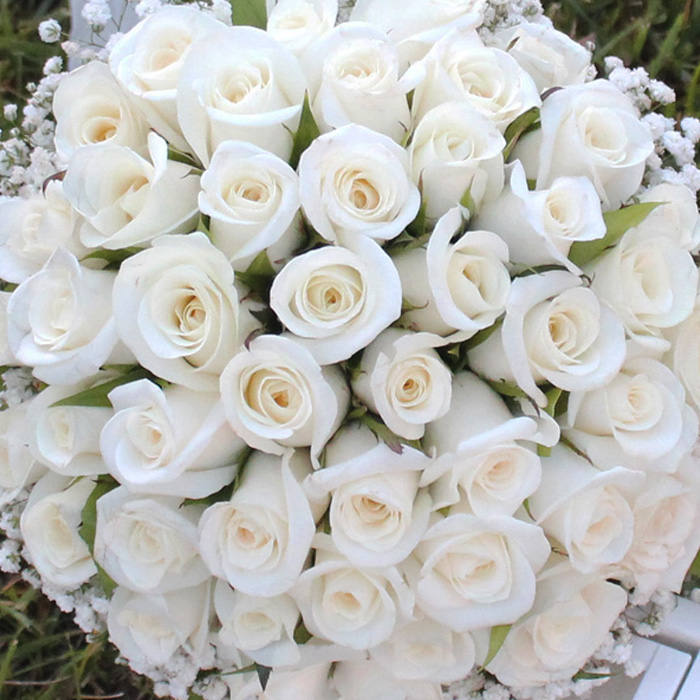 Beyaz Gül Gelin Çiçeği alt