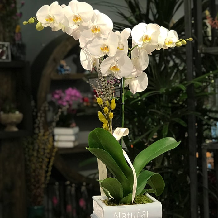 Kitap Seramikte Orkide