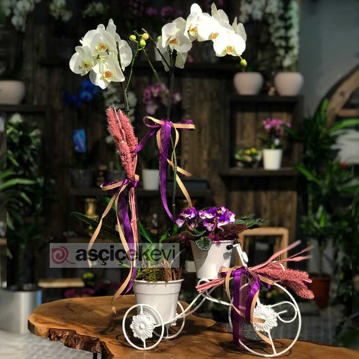 Bisiklette Orkide ve Menekşe
