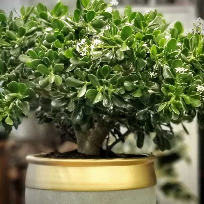 Crassula Bonsai