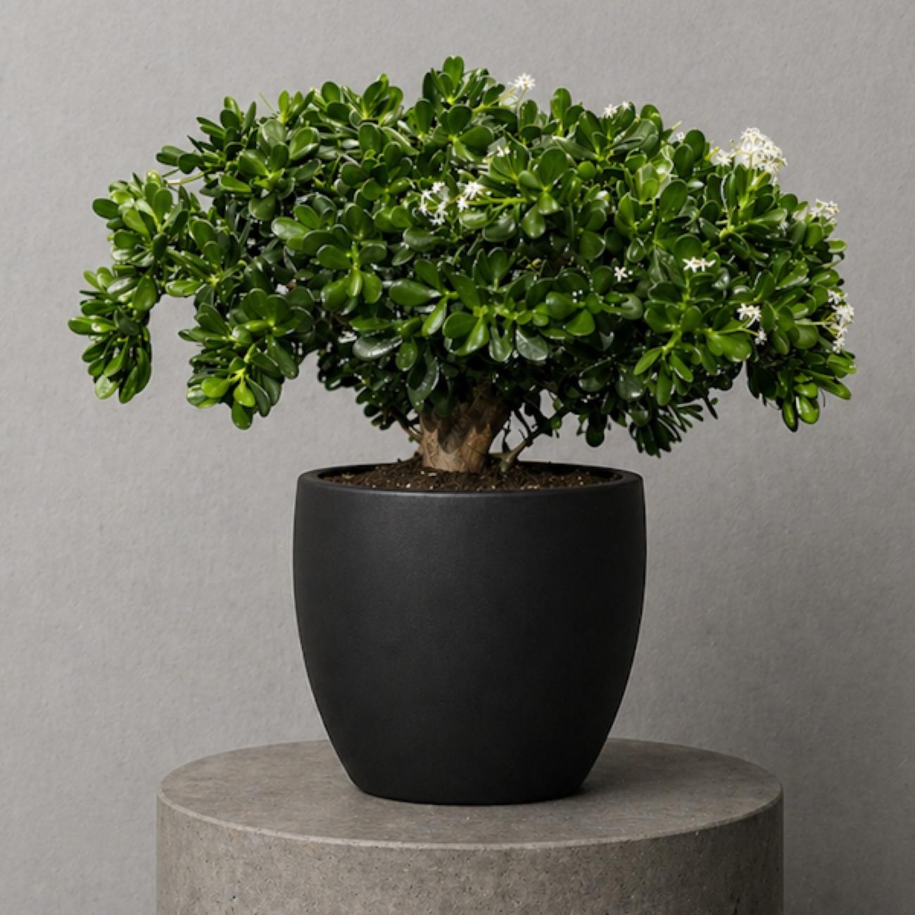Crassula Bonsai