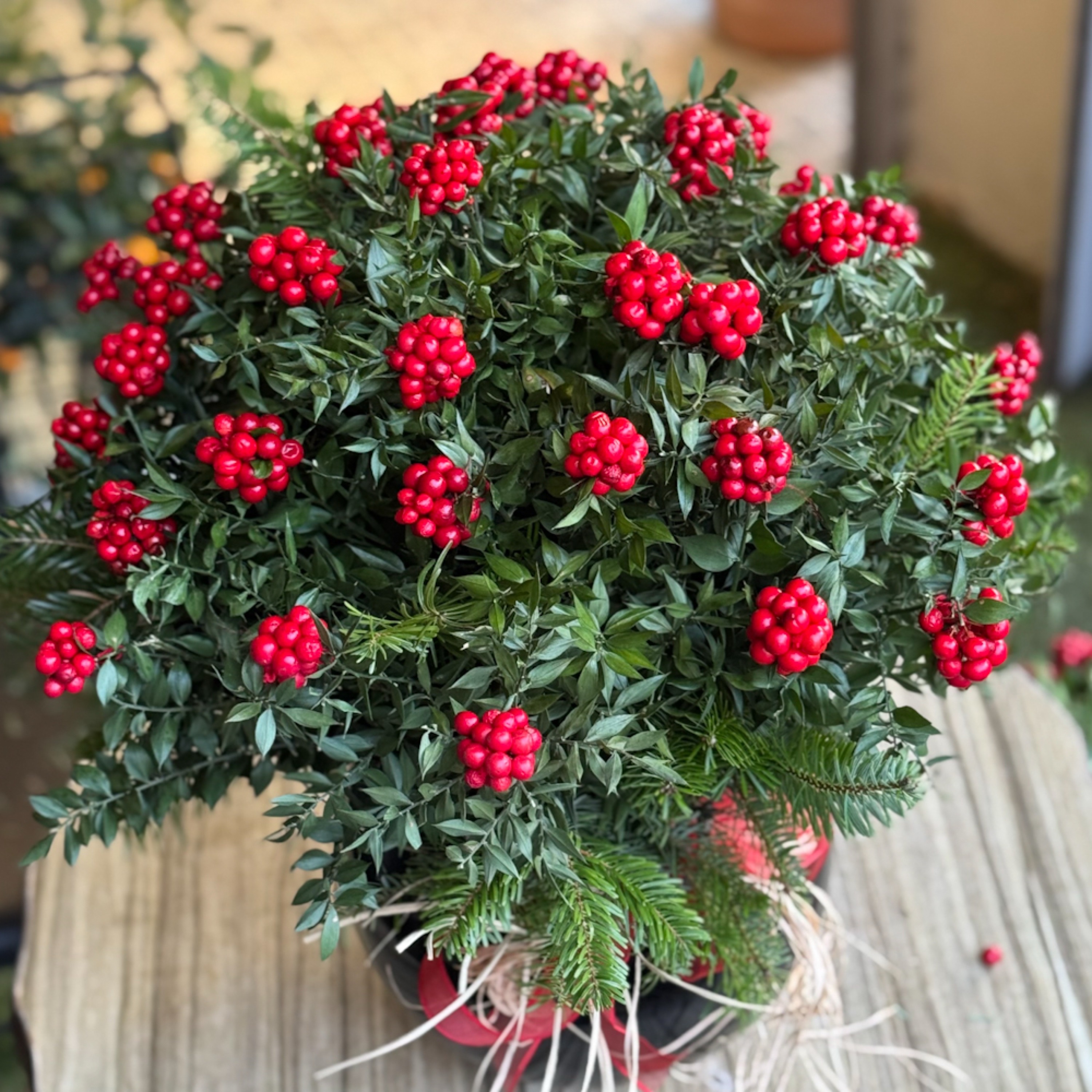 Yılbaşı Şansı Kokinalar