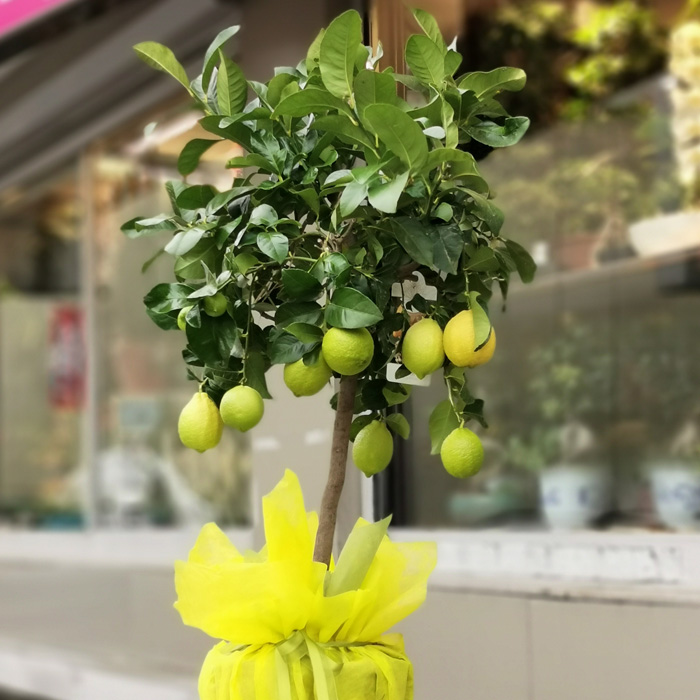 Limon Ağacı