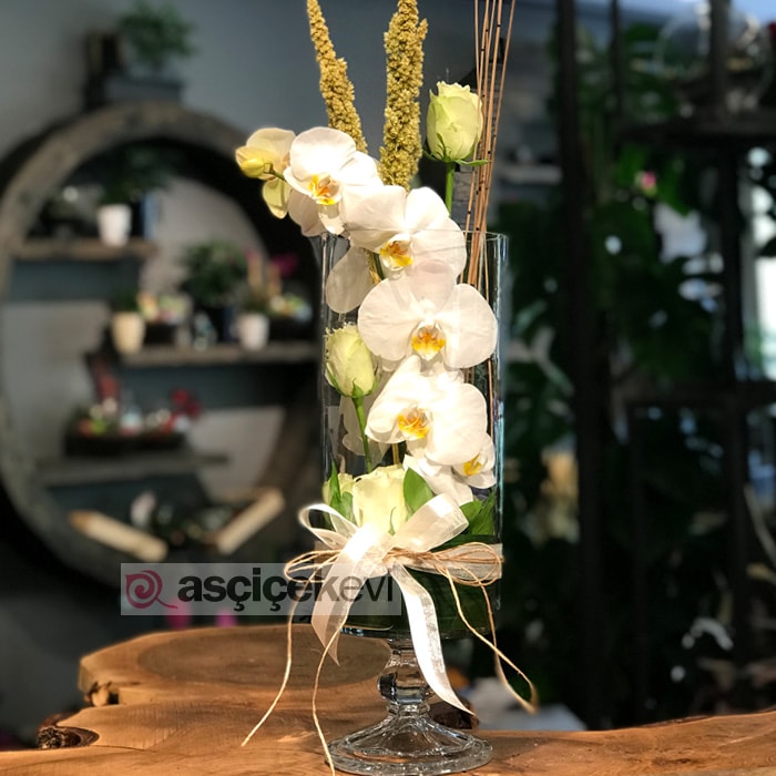Cam İçinde Beyaz Orkide