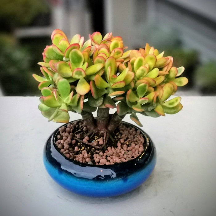 Crassula Ovata Bonsai alt