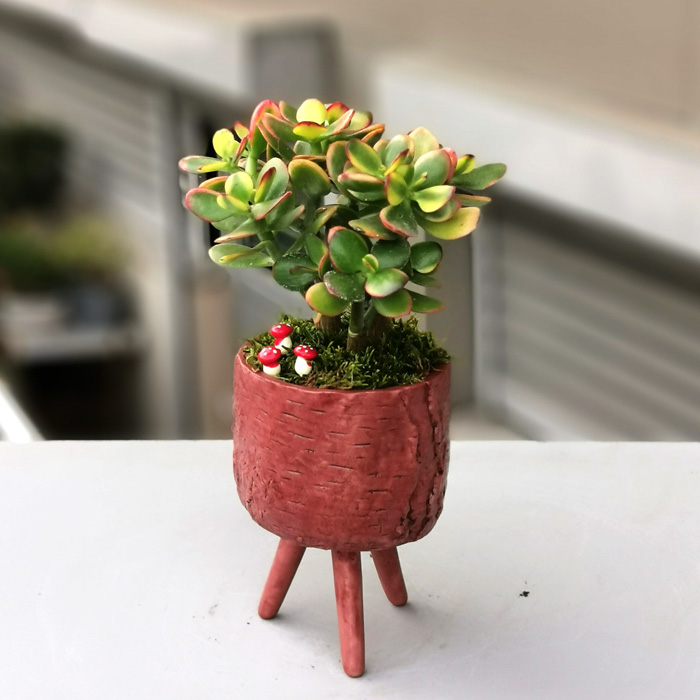 Crassula Hobbit