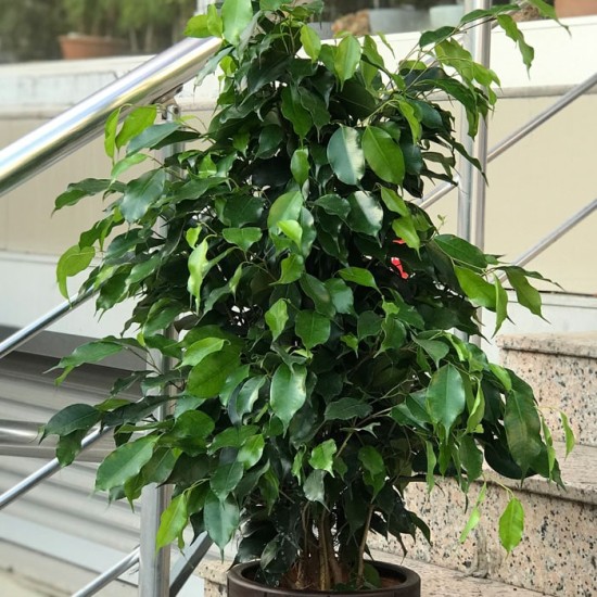 Ficus Benjamin