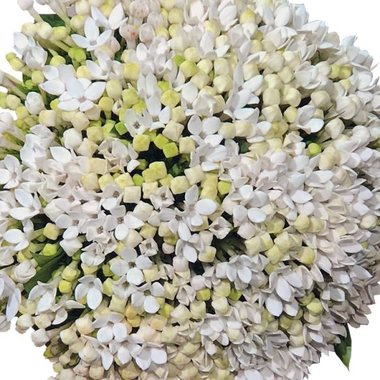 Bouvardia Gelin Buketi