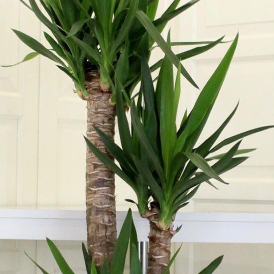 3 Köklü Yucca Bitkisi