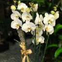4 Dallı Orkide