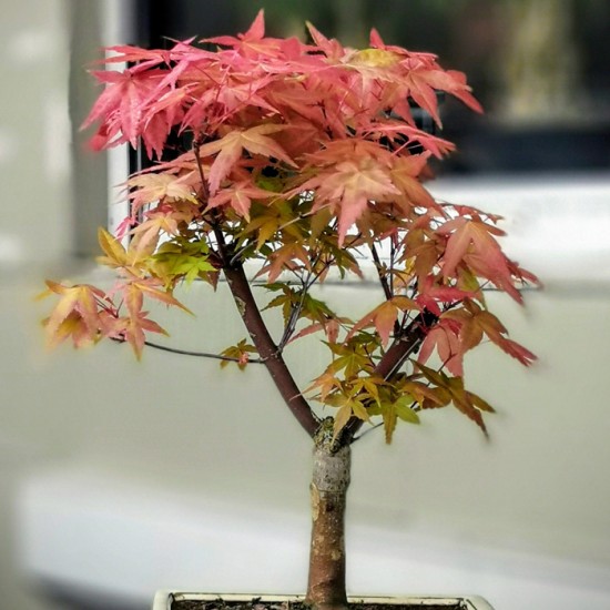 Acer Palmatum Katsura