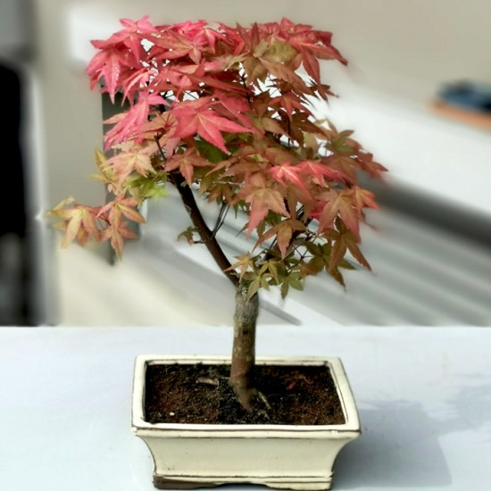 Acer Palmatum Katsura