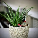 Aloe Vera Çiçeği