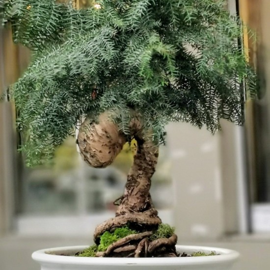 Araucaria Cunninghamii Bonsai
