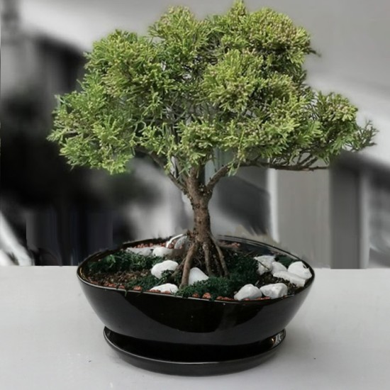 Juniperus Chinensis Aurea