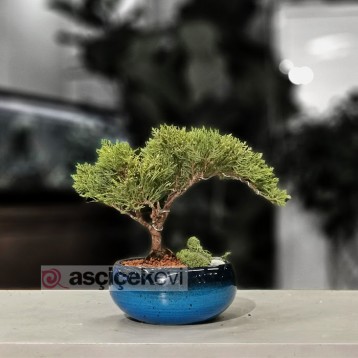 Juniperus Nana Bonsai