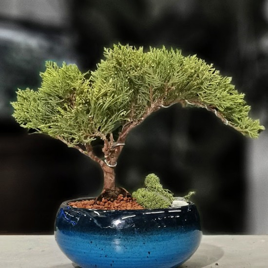 Juniperus Nana Bonsai