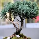 Juniperus Squmata Blue Bonsai