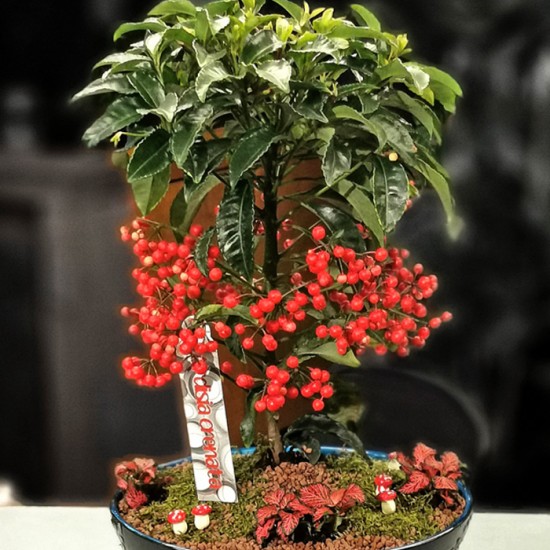 Ardisia Crenata