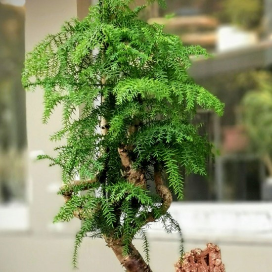 Araucaria Bonsai (Çam Bonsai)