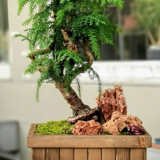 Araucaria Bonsai (Çam Bonsai)