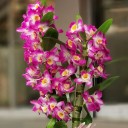 Dendrobium - Bambu Orkide