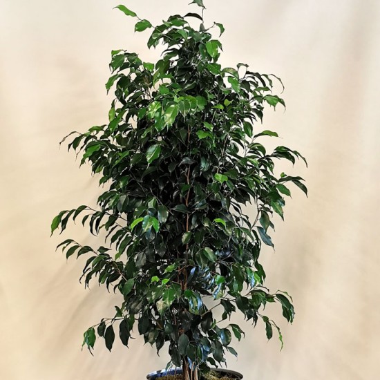 Ficus Benjamin