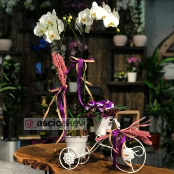 Bisiklette Orkide ve Menekşe